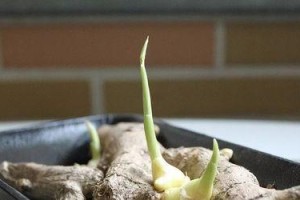 生姜发芽了可以吃吗？（解答你对于生姜发芽的困惑和疑问）