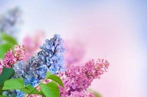 丁香花的家庭养殖指南（如何在家中种植丁香花，成功养活你的丁香花）