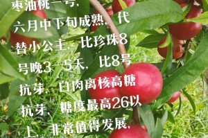 油桃成熟季节及采摘技巧（掌握油桃成熟时机，享受美味果实）