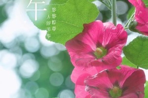 端午花开花时间及习俗（了解端午花开花时间和相关习俗，传承中华文化）