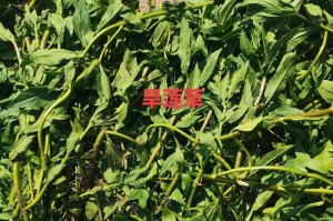 旱莲草的生长环境及特点（探究旱莲草在不同地方的生长情况）