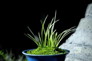 室内菖蒲养护指南（打造清新室内环境，从菖蒲开始）