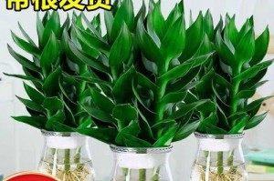 观音竹，办公室的理想植物选择（打造高效舒适的工作环境）