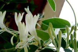 金银花的室内种植方法（让你在家中也能享受金银花的美丽与功效）