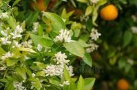 桔子树开花结果时间表（几月开花？什么时候可以品尝到果实？）