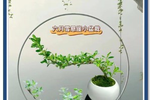六月雪掉叶子的救治措施（保护植物免受六月雪的伤害）