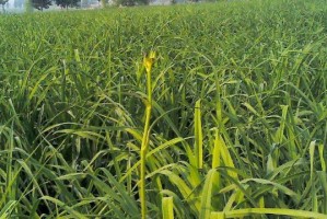 黄花菜的生长特征（探秘黄花菜的形态、生长习性及食用功效）