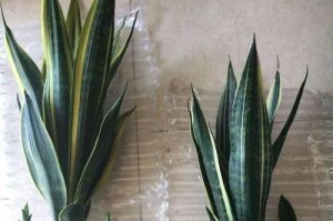 虎皮兰肥料推荐（如何选用最适合虎皮兰的肥料？）