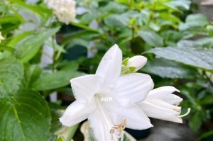 探秘玉簪开花之美（美轮美奂的“玉簪花”与中国传统文化）