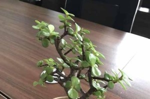 金枝玉叶的种植方法和栽培要点（从选种到养护，让你轻松打造自己的园林）