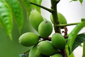 青橄榄的成熟季节是几月？——探秘青橄榄成熟的季节