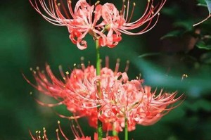 室内养殖彼岸花的注意事项（了解彼岸花的特性和毒性，让它成为您家的绿色植物）