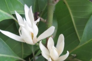 白兰花施药指南（科学方法保护白兰花健康成长）
