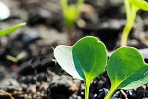 罗卜种植全攻略（从播种到收获，让你轻松种出丰收罗卜）