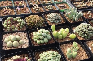 石生花配土方法与种植技巧（以“土壤”为主题深入探讨，打造美丽石生花园）