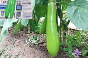 茄子种植全攻略（一步步教你如何在家种植茄子，轻松get新鲜有机茄子）