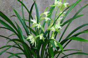 不能养兰花的人（那些不适合种植兰花的人群）