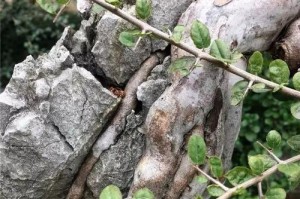 救救我的雀梅，叶子干枯了怎么办？（雀梅叶子干枯原因、叶子干枯的症状、如何救治雀梅）