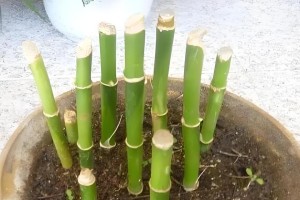 油麦菜的生长特点和养护方法（喜阴还是喜阳？油麦菜的喜光要素解析）