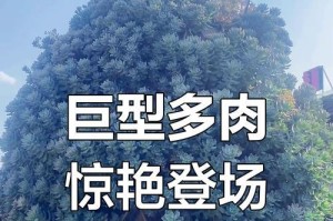 选择合适的盆，让冬美人更加灿烂（冬美人盆栽的选购与养护）