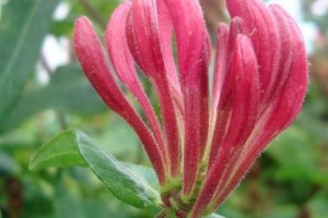 红色金银花的开花时间及特点（一年开几次花，如何正确护理）