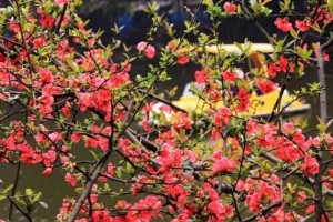探秘海棠花的香气（解析海棠花香气的成分及特点）