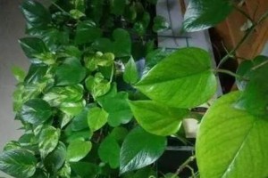 绿萝肥料施用全攻略（肥料施用时间、方法、肥料种类、注意事项一网打尽）