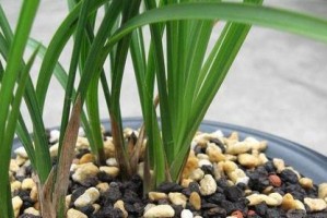 米兰花的盆栽管理（从种植到盆栽，如何让米兰花长得更健康）