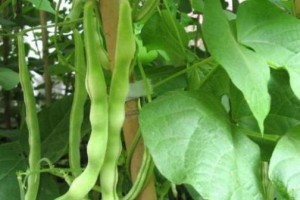 菜豆种子的植物学特征（探秘菜豆的种类、生长习性和种子特征）