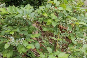 蓝莓种植在院子里的详细指南（如何在自家院子种植蓝莓，让你轻松享受健康美味果实）