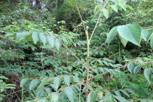 海棠皮的功效与作用（探究海棠皮的抗炎、抗菌、养颜、减肥等作用）