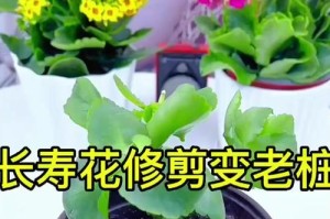 长寿菊的剪枝方法与技巧（打造美丽庭院的必备技能，长寿菊剪枝指南）