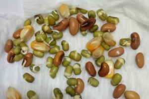 红豆的生长周期及关键因素（探究红豆生长的必需条件与时间分配）