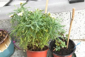 冬天植物叶子蔫了该怎么办？（寒冬救援，拯救植物叶子的有效方法！）