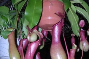 养护普通猪笼草，打造独特的室内花园（以普通猪笼草为中心，打造独特的植物生态系统）