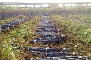 甘蔗肥料选择指南（优质肥料对甘蔗生长的影响及应用建议）