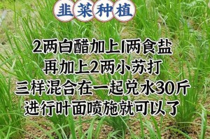 韭菜四季常青，春夏秋冬种不停（了解种植方法，收获满满的小鲜嫩）