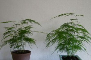文竹的上盆和养护方法（打造美丽文竹，让家居更生气勃勃）