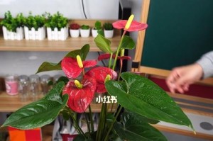红掌不开花的原因剖析（探究红掌不开花的几大原因）