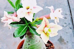 沙漠玫瑰（淋雨水多了怎么办？探究沙漠玫瑰的适应性和生存技巧）