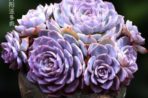 打造绚丽花海，教你如何养好看的蓝石莲（以蓝石莲怎么养好看为主题，分享专业养护技巧）
