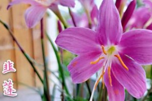 轮回之花语（探秘花语中的轮回哲学）