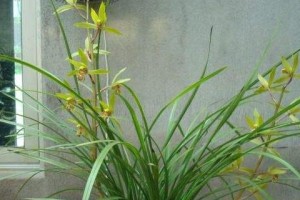 如何正确养殖惠兰花？（手把手教你打造花坛新宠）