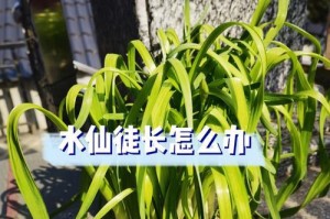 水仙花怎么生长没有根须？（探讨水仙花的无根生长机制与养护方法）