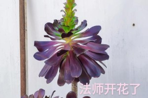让多肉开花不再难（多肉养护技巧与开花诀窍）