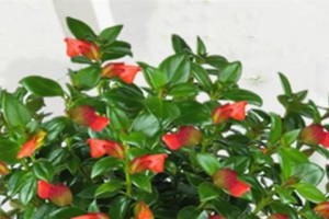 如何成功养殖龙胆花？（从种植到护理，让你轻松打造花园中的明星）