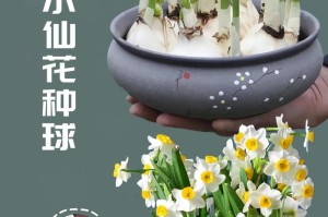 黄水仙花的养殖技巧（打造美丽花园，从黄水仙开始）