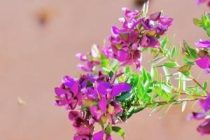 女鸡花养——悠然花间（为女人属鸡的你推荐15种养花，享受悠然自得的生活）