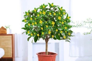 手把手教你养护桂花树，做个桂花树的主人（桂花树的养护方法，让你的家园芬芳四溢）