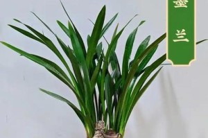 兰花养护技巧（掌握关键技巧，让兰花叶子重现青春活力）
